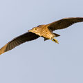 unger Nachtreiher, juv. Black-croned Night Heron, Nycticorax nycticorax, Cyprus, Limassol, Zakaki Marsh + Pool, August 2018