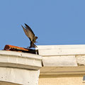 Mauersegler, Common Swift, Apus apus, Cyprus, Paphos - Moutthalos, 29. April 2017