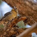 Fichtenkreuzschnabel, Common Crossbill, Laxia curvinostra, Cyprus, Troodos, Livadi tou pashia, 26. October 2018