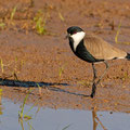 Spornkiebitz, Spur-winged Lapwing, Vanellus spinosus, Cyprus, Paphos Sewage Plant, Januar 2019