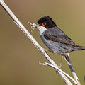 Sylvia melanocephala - Sardinian Warbler - Samtkopf-Grasmücke, Cyprus, Anarita Park, April 2016