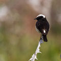 Oenanthe cypriaca - Cyprus Wheatear - Zypernsteinschmätzer, Cyprus, Anarita, March 2016