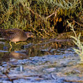 Tüpfelsumpfhuhn, Spotted Crake, Porzana porzana, Cyprus, Limassol-Zakaki Pool-Marsh, 27. September 2018