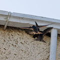 Mauersegler, Common Swift, Apus apus, Cyprus, Paphos - Moutthalos, 29. April 2017