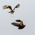 Rohrweihe, Western Marsh Harrier, Circus aeroginosus, Cyprus, Limassol, Zakaki Marsh + Pool, August 2018