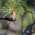 Fichtenkreuzschnabel, Common Crossbill, Laxia curvinostra, Cyprus, Troodos, Livadi tou pashia, 26. October 2018