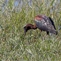 Brauner Sichler, Glossy Ibis, Plegadis falcinellus, Cyprus, Akrotiri Marsh, 11.April 2018 