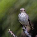 Grauschnäpper, Spotted Flycatcher, Muscicapa striata, Cyprus, Pegeia-Agios Georgios, our Garden, April 2019
