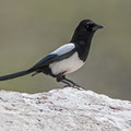 Elster, Eurasian Magpie, Picaa pica, Cyprus, Anarita Park, Januar 2017