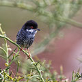 Sylvia melanothorax - Cyprus Warbler - Schuppen-Grasmücke, Cyprus, Anarita, March 2016