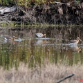 Uferschnepfe, Black-tailed Godwit, Limosa limosa, Cyprus, Limassol, Akrotiri Marsh, Rabbit Pools, April 2019