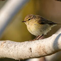 Zilpzalp, Common Chiffchaff, Phylloscopus collybita, Cyprus, our Garden, Januar 2019