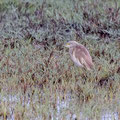 Rallenreiher, Squacco Heron, Ardeola ralloides, Cyprus, Akrotiri Marsh, 03. April 2018 