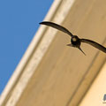 Mauersegler, Common Swift, Apus apus, Cyprus, Paphos - Moutthalos, 29. April 2017