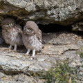 juvenile Little Owl´s, Athene noctua, Cyprus, Paphos - Anarita Park Area, around breeding cave, Mai - June 2018