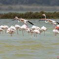 Rosaflamingo, Greater Flamingo, Phoenicopterus ruber, Cyprus, Limassol, Akrotiri Marsh, Salt Lake, April 2019
