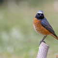 Gartenrotschwanz, Common Redstart, Phoenicurus phoenicurus, Cyprus, Pegeia-Agios Georgios, our Garden, April 2019