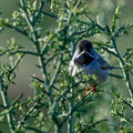 Sylvia ruepelli - Rüppell´s Warbler - Maskengrasmücke, Cyprus, Anarita, March 2016