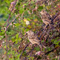 Grauammer, Corn Bunting, Emberiza calandra, Cyprus, Ineia-Pittokopos, Juli 2018