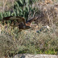 Buteo buteo - Common Buzzard - Maeusebussard, Cyprus, Mandria Beach, Februar 2016