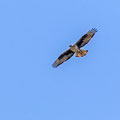 Aquila fasciata - Bonelli`s Eagle - Habichtsadler, Cyprus, Anarita Park, April 2015