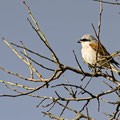 Neuntöter male, Read-backed Shrike male, Lanius collurio, Cyprus, Paphos, Ineia-Kittopopos spring, August 2018