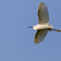 Seidenreiher, Little Egret, Egretta Garzetta, Cyprus, Limassol, Zakaki Marsh + Pool, August 2018