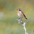 Saxicola rubetra - Whinchat - Braunkehlchen, Cyprus, Anarita, March 2016