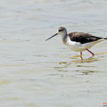 Stelzenläufer, Black-winged Stilt, Himantopus himantopus, Cyprus, Limassol, Akrotiri Marsh, Salt Lake, April 2019