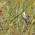 Zitronenstelze, Citrine Wagtail, Motacila citreola, Cyprus, Zakaki Marsh - Pools before Salt Lake, 27. September 2018