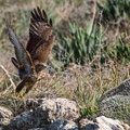 Buteo buteo - Common Buzzard - Maeusebussard, Cyprus, Mandria Beach, Februar 2016