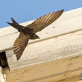 Mauersegler, Common Swift, Apus apus, Cyprus, Paphos - Moutthalos, 29. April 2017