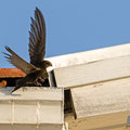 Mauersegler, Common Swift, Apus apus, Cyprus, Paphos - Moutthalos, 29. April 2017