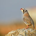 Alectoris chukar cypriotes - Chukar - Steinhuhn, Cyprus, Anarita, March 2016