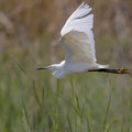 Seidenreiher, Little Egret, Egretta Garzetta, Cyprus, Akrotiri Marsh, 11.April 2018 