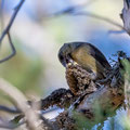 Fichtenkreuzschnabel, Common Crossbill, Laxia curvinostra, Cyprus, Troodos, Livadi tou pashia, 26. October 2018