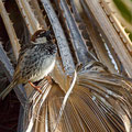 Passer hispaniolensis - Spanish Sparrow - Weidensperling, Cyprus, Mandria Beach, March 2016