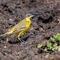 Wiesenschafstelze, Blue-headed Wagtail, Motacilla flava, Cyprus, Androlikou Area, April 2019