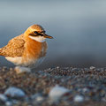 Charatrius leschenaultii columbinus 2 - Greater Sand Plover - Wüstenregenpfeifer, Cyprus, Mandria Beach, 20.04.2016