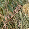 Weidensperling,  Spanish Sparrow, Passer hispaniolensis, Cyprus, Limassol, Zakaki Marsh - Pool, 18. October 2018