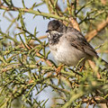 Sylvia ruepelli - Rüppell´s Warbler - Maskengrasmücke, Cyprus, Anarita Park, March 2015