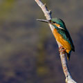 Eisvogel, Common Kingfisher, Alcedo atthis, Cyprus, Limassol, Zakaki Marsh + Pool, August 2018