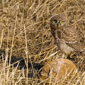 junge Steinkauze, juvenile Little Owl, Athene noctua, Cyprus, Paphos - Anarita Park Area, Juni 2018