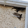 Mauersegler, Common Swift, Apus apus, Cyprus, Paphos - Moutthalos, 29. April 2017