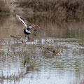 Uferschnepfe, Black-tailed Godwit, Limosa limosa, Cyprus, Limassol, Akrotiri Marsh, Rabbit Pools, April 2019