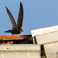 Mauersegler, Common Swift, Apus apus, Cyprus, Paphos - Moutthalos, 29. April 2017