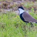 Spornkiebitz, Spur-winged Lapwing, Vanellus spinosus, Cyprus, Paphos Sewage Plant, Januar 2019