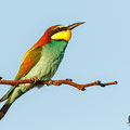 Merops apiaster - European Bee-eater - Bienenfresser, Cyprus, Mandria Beach, April 2016