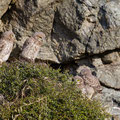 juvenile Little Owl´s, Athene noctua, Cyprus, Paphos - Anarita Park Area, around breeding cave, Mai - June 2018