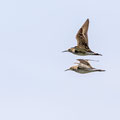 Kampfläufer, Ruff, Philomachus pugnax, Cyprus, Akrotiri Marsh, 11.April 2018 